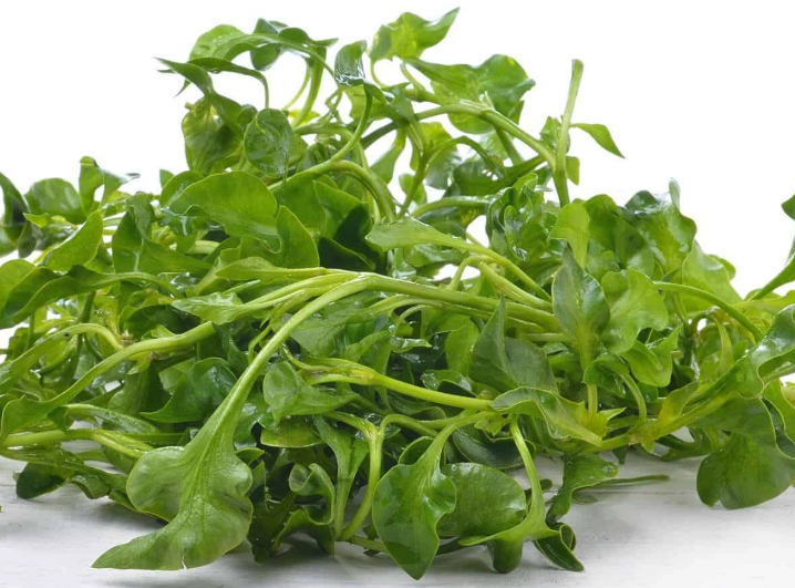 瑞士PhytoKids：助力儿童健康成长的“绿色能量”