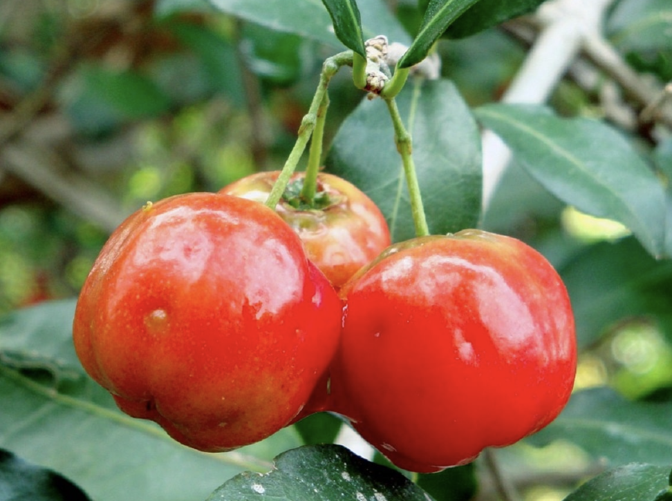 孩子总感冒？试试瑞士PhytoKids的“植物免疫盾”
